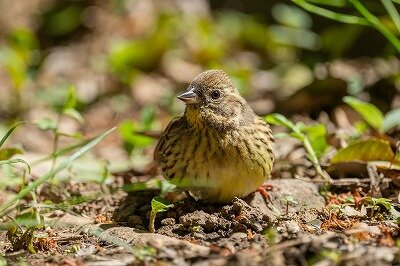 DSC_4733-強化-NR