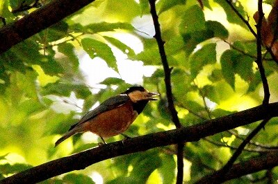 ヤマガラ_230914_東京港野鳥公園_恩田幸昌_MG_7135_trim