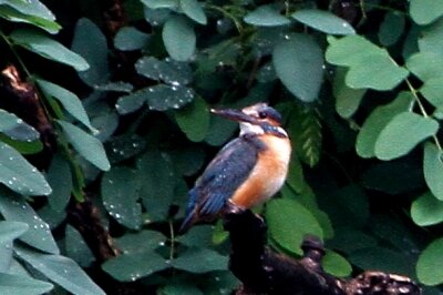 カワセミ_230611_東京港野鳥公園_恩田幸昌_MG_2240_trim