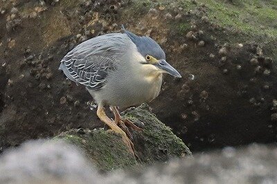 ササゴイ（トリ）　IMG_3087