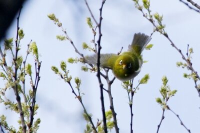 メジロ_230329_東京港野鳥公園_MG_8243_trim