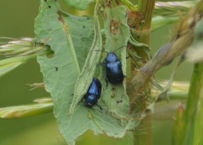 hpコガタルリハムシー170514-ミニ生態園