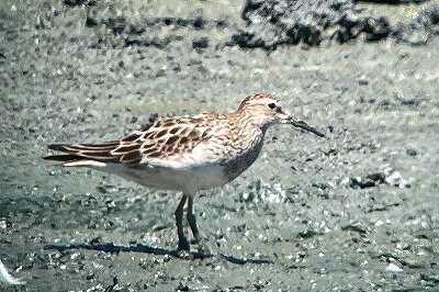 アメリカウズラシギ_230825_東京港野鳥公園_恩田幸昌_IMG_9336_trim