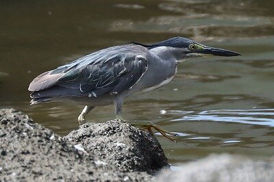 ササゴイ(トリミング)