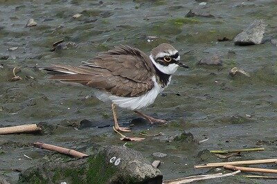 小千鳥0P4A0559鳥