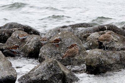 キョウジョシギ_チュウシャク_230429_東京港野鳥公園_恩田幸昌_MG_9118_trim