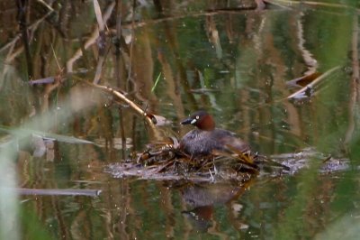 カイツブリ_191006_東京港野鳥公園_恩田幸昌_MG_3844_trim