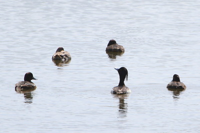 キンクロハジロ_170505_東京港野鳥公園_恩田撮影_MG_3391_trim