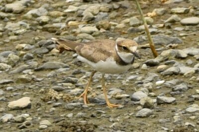 イカルチドリ_20200809_東京港野鳥公園_レンジャー撮影