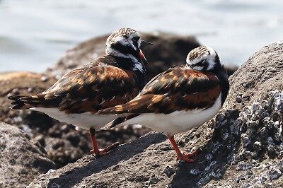 京女鷸IMG_0047鳥