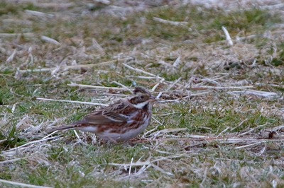 カシラダカ_180127_東京港野鳥公園_恩田撮影_MG_8771_trim