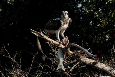 ミサゴ_250128_東京港野鳥公園_潮入りの池_公財日本野鳥の会_レンジャー青木撮影