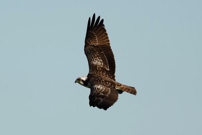ミサゴ_241030_東京港野鳥公園_潮入りの池_公財日本野鳥の会_レンジャー青木撮影