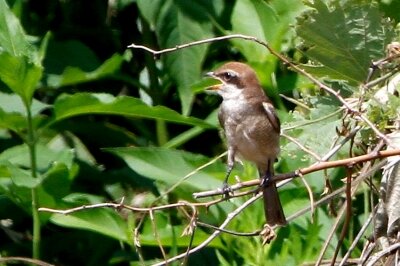 モズ_幼鳥_230617_東京港野鳥公園_恩田幸昌_MG_2601_trim