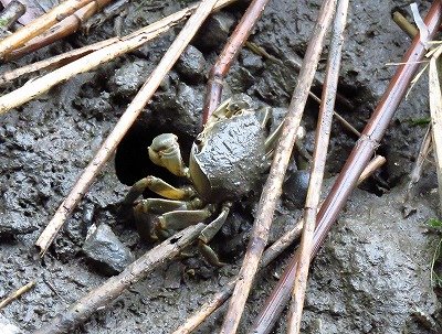 アシハラガニー190615－潮入りの池