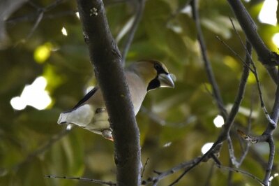 シメ _20200321_潮入りの池