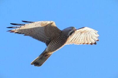 2026年4月2日の野鳥公園 : 東京港野鳥公園 レンジャーブログ