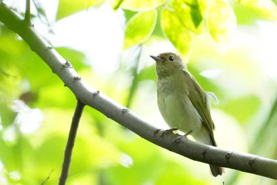 キビタキ_240928_東京港野鳥公園_自然生態園_公財日本野鳥の会_レンジャー青木撮影