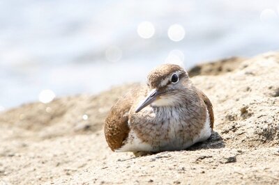 イソシギ_210827_東京港野鳥公園_恩田幸昌_MG_9013_trim