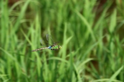 ギンヤンマ_190621_東京港野鳥公園_恩田幸昌_MG_3501_trim