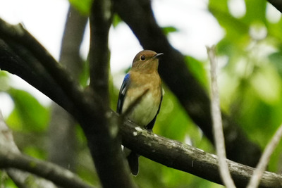 オオルリ_240927_東京港野鳥公園_3号観察小屋_公財日本野鳥の会_レンジャー青木撮影