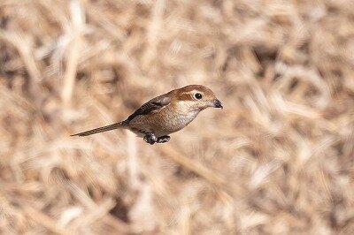 DSC_3103-DeNoiseAI-standard