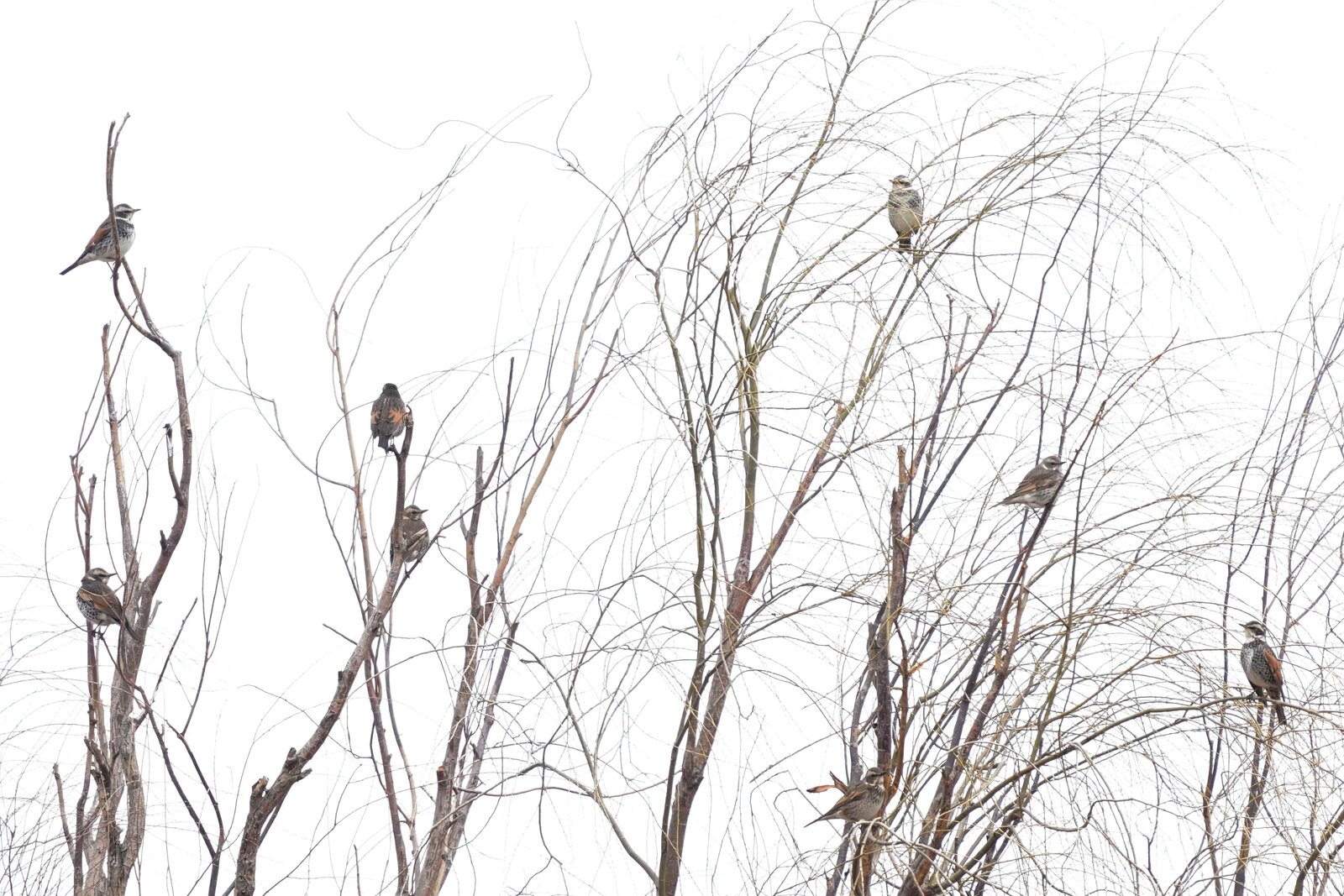 2025年4月5日の野鳥公園 : 東京港野鳥公園 レンジャーブログ
