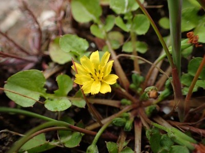 koonitabirako