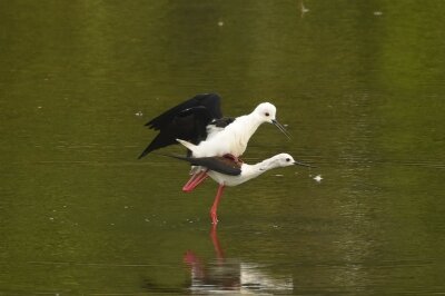 セイタカシギ_20200604_東京港野鳥公園_レンジャー撮影(2)