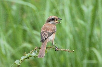 DSC_1260 (2)