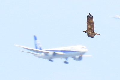 ミサゴ_170829_東京港野鳥公園_古沢撮影_IMG_0166_trim