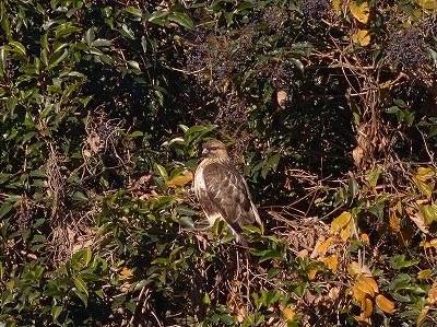 ノスリー181228-4号観察小屋奥ー長縄