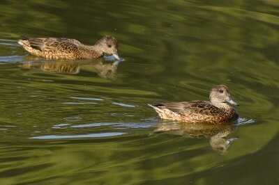 ヨシガモ_20201126_東京港野鳥公園_レンジャー撮影