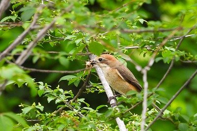 2026年5月29日の野鳥公園 : 東京港野鳥公園 レンジャーブログ