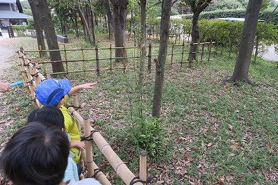 カマキリの卵をさがそう!-181202-自然生態園ー恩田 (5)