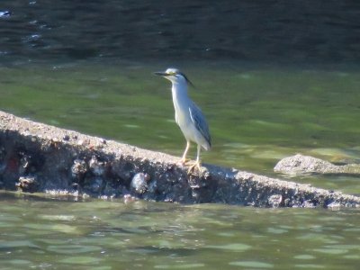 ササゴイ_190618_前浜②