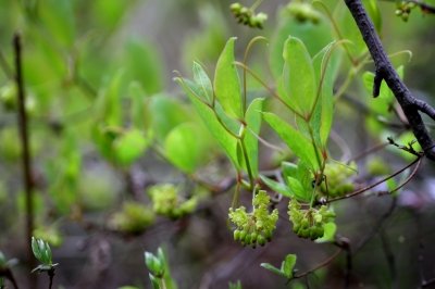 サルトリイバラ_190329_東京港野鳥公園_恩田撮影_MG_2504