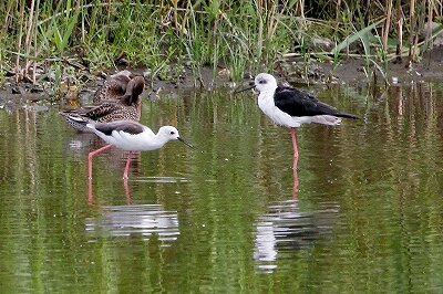 セイタカシギ_230927_東京港野鳥公園_恩田幸昌_MG_7583_trim