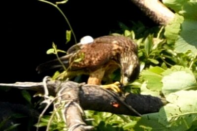 サシバ _20200806_東京港野鳥公園_レンジャー撮影(2)