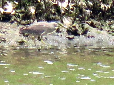 ササゴイ_180529_東京港野鳥公園_古沢撮影_IMG_0080