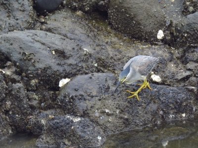 ササゴイ_採餌_190630_前浜干潟