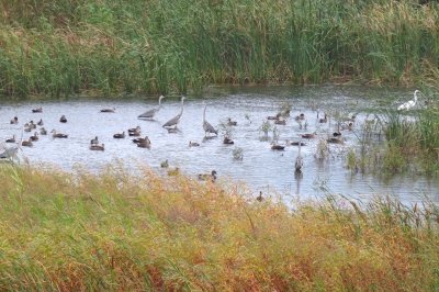東淡水池の鳥たちー191004