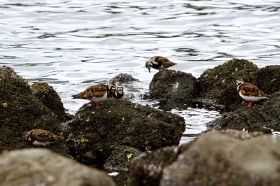 キョウジョシギ_190430_東京港野鳥公園_恩田撮影_MG_2750_trim