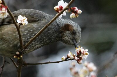 ヒヨドリ_240301_東京港野鳥公園_恩田幸昌_IMG_0543_trim