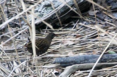 クイナ_240305_東京港野鳥公園_恩田幸昌_IMG_0668_trim