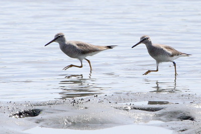 キアシシギ_170505_東京港野鳥公園_恩田撮影_MG_3406_trim