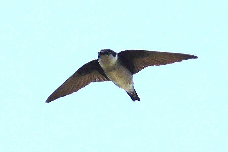 鳥と神父 野鳥撮影Vlog | 水浴びを至近距離で押さえました「小宮公園
