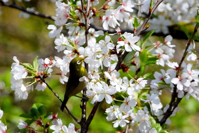 メジロ_170413_東京港野鳥公園_恩田撮影_MG_2489_trim