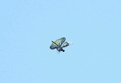 チョウトンボー自然生態園田んぼー190625-長縄撮影 (4)