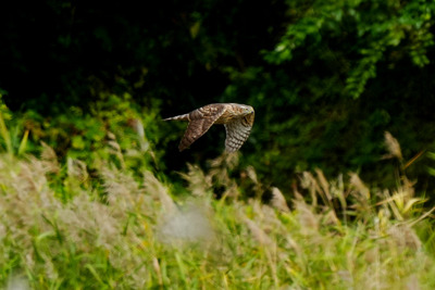 オオタカ_241108_東京港野鳥公園_東淡水池_公財日本野鳥の会_レンジャー青木撮影